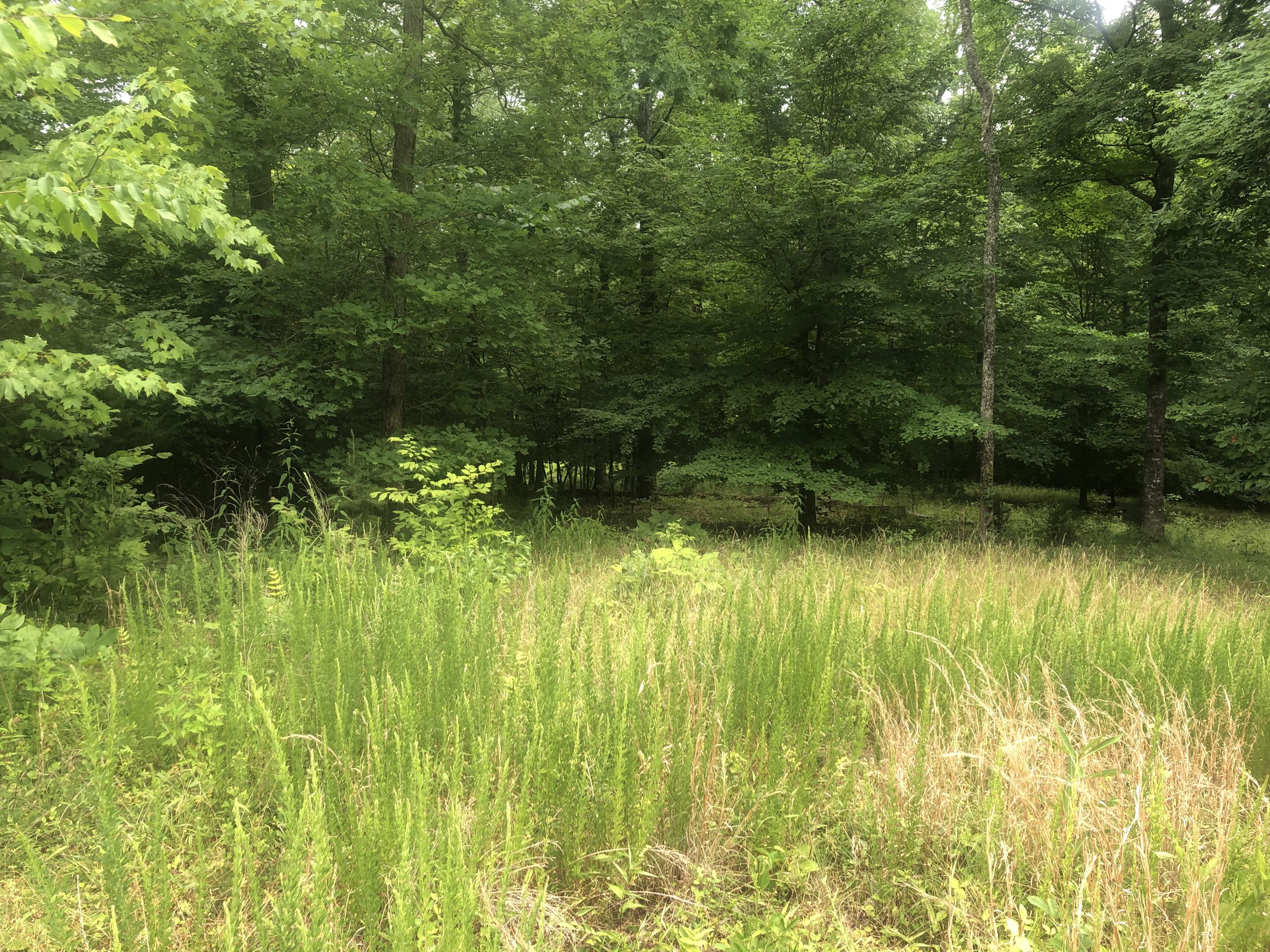 309 Bluff View Road New Tazewell, TN 37825 - Photo 1 of 4 309 Bluff View 2
