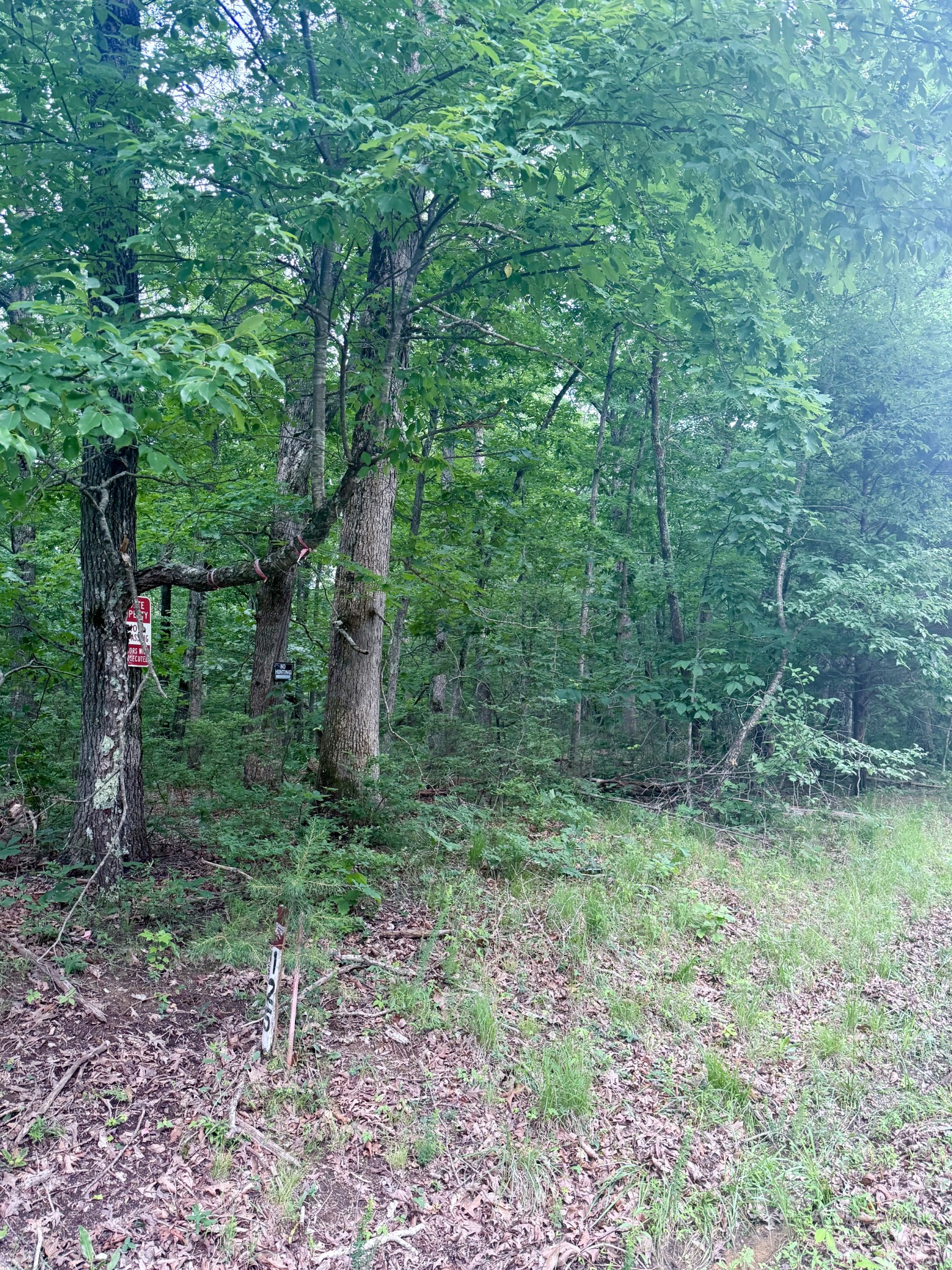 0 Deepwoods Road Sewanee, TN 37375 - Photo 4 of 8