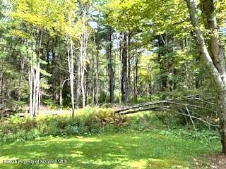 1087 Canada Road Friendsville, PA 18818 - Photo 13 of 72 a big yard with lots of green space and trees