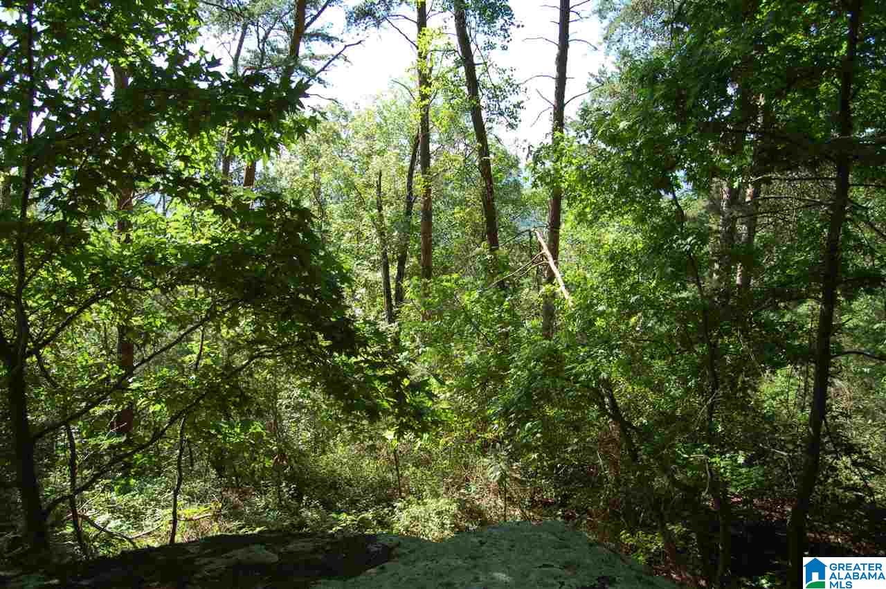 49-acres Chandler Mountain Road, Unit 1 Steele, AL 35987 - Photo 7 of 23