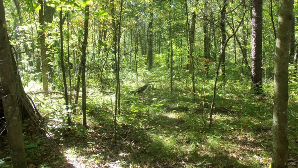 $59,900 | Lot 4 East River Road, Grantsburg, WI 54840