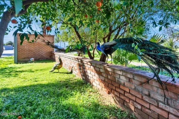 a view of a backyard with a tree
