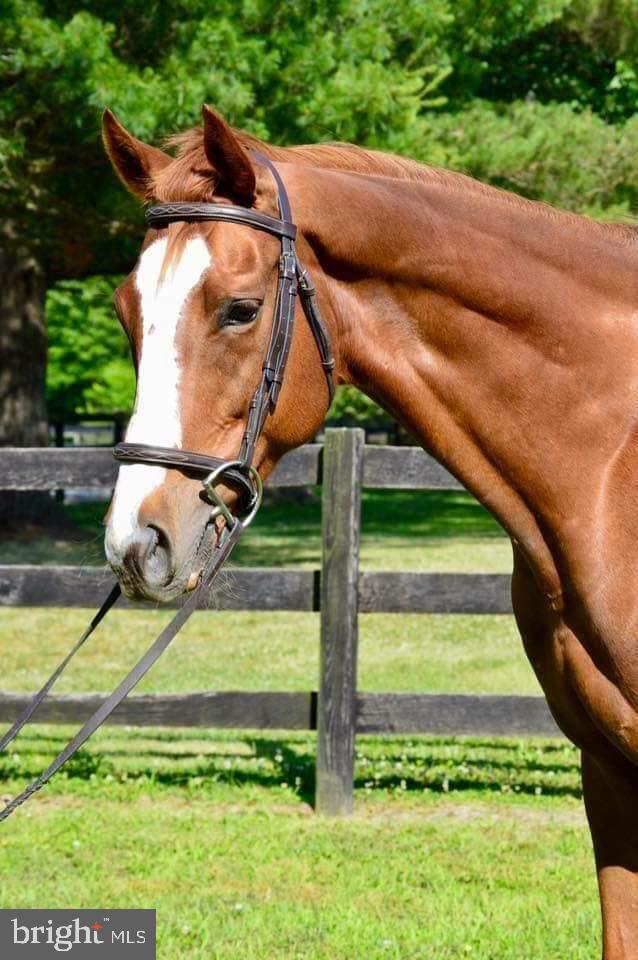 5727 Telegraph Road Elkton, MD 21921 - Photo 66 of 93