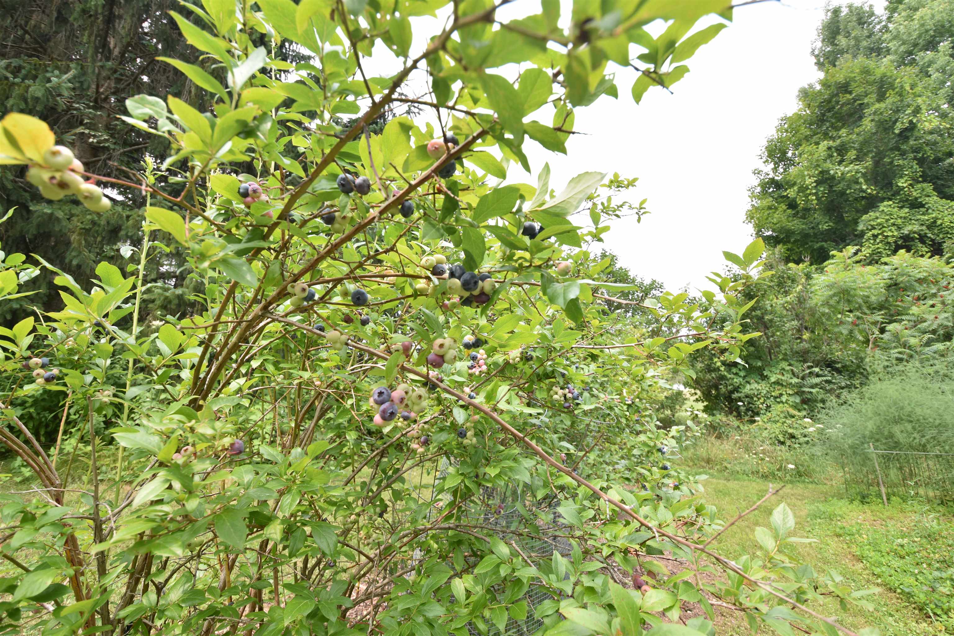 504 Hardscrabble Road Monkton, VT 05443 - Photo 26 of 33 Gallery Image 26