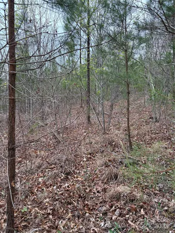 a view of a forest with trees in the background