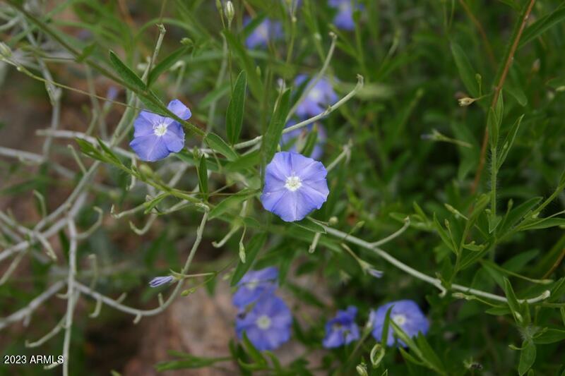 9 North One More Road Hereford, AZ 85615 - Photo 17 of 19 IMG_1931