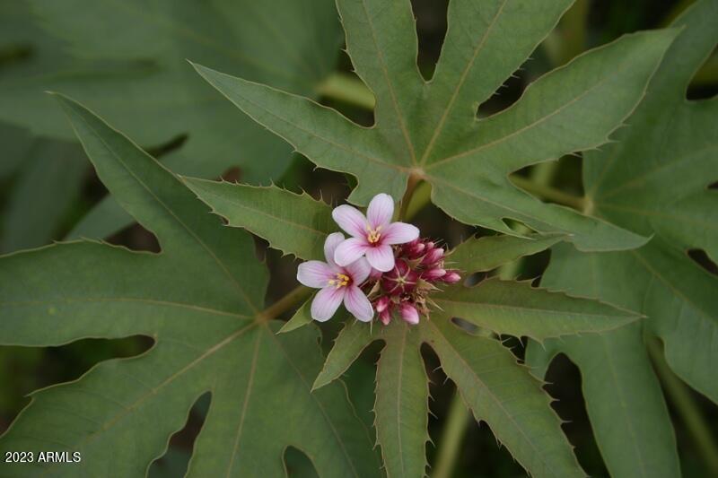 9 North One More Road Hereford, AZ 85615 - Photo 18 of 19 IMG_1932