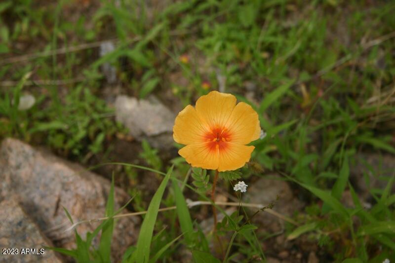 9 North One More Road Hereford, AZ 85615 - Photo 19 of 19 IMG_1933