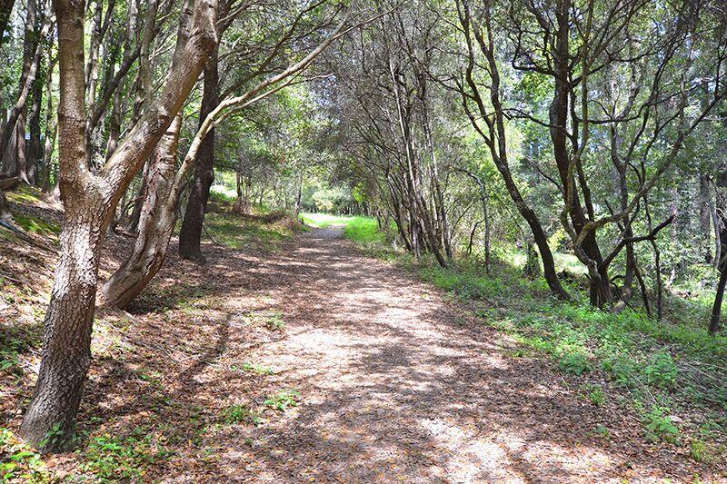 1728 Cheryl Way Aptos, CA 95003 - Photo 22 of 25 a view of outdoor space and trees