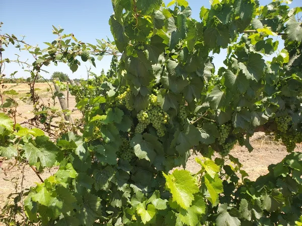 $1,660,000 | 10698 Barber Road, Thornton, CA 95686