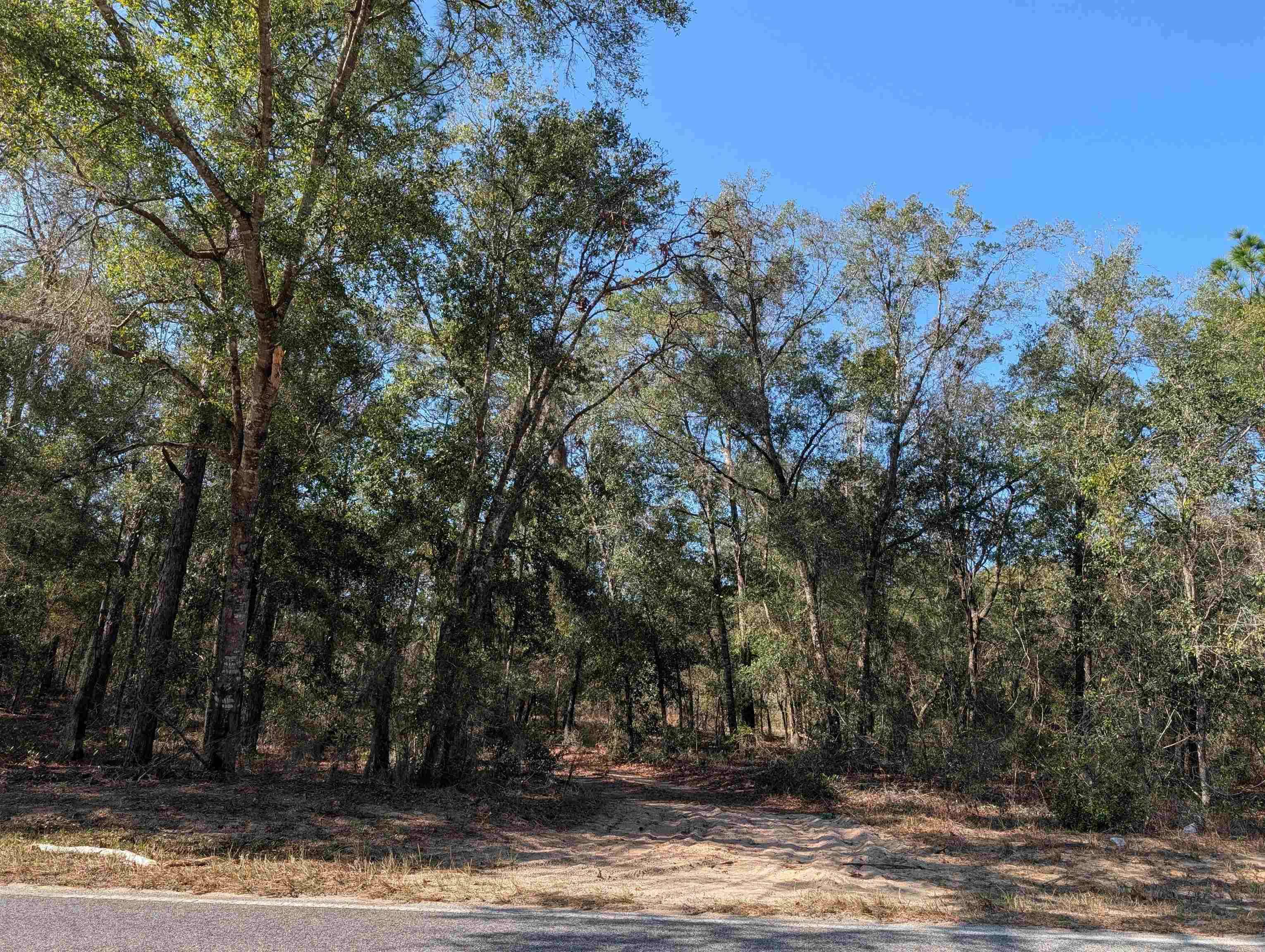 a view of a yard with a tree