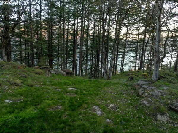 a view of a lush green forest