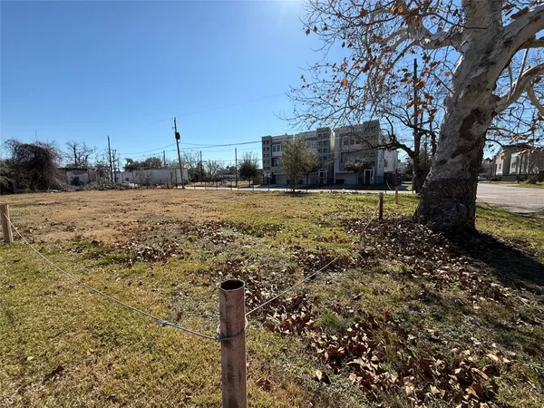 a street view with large trees