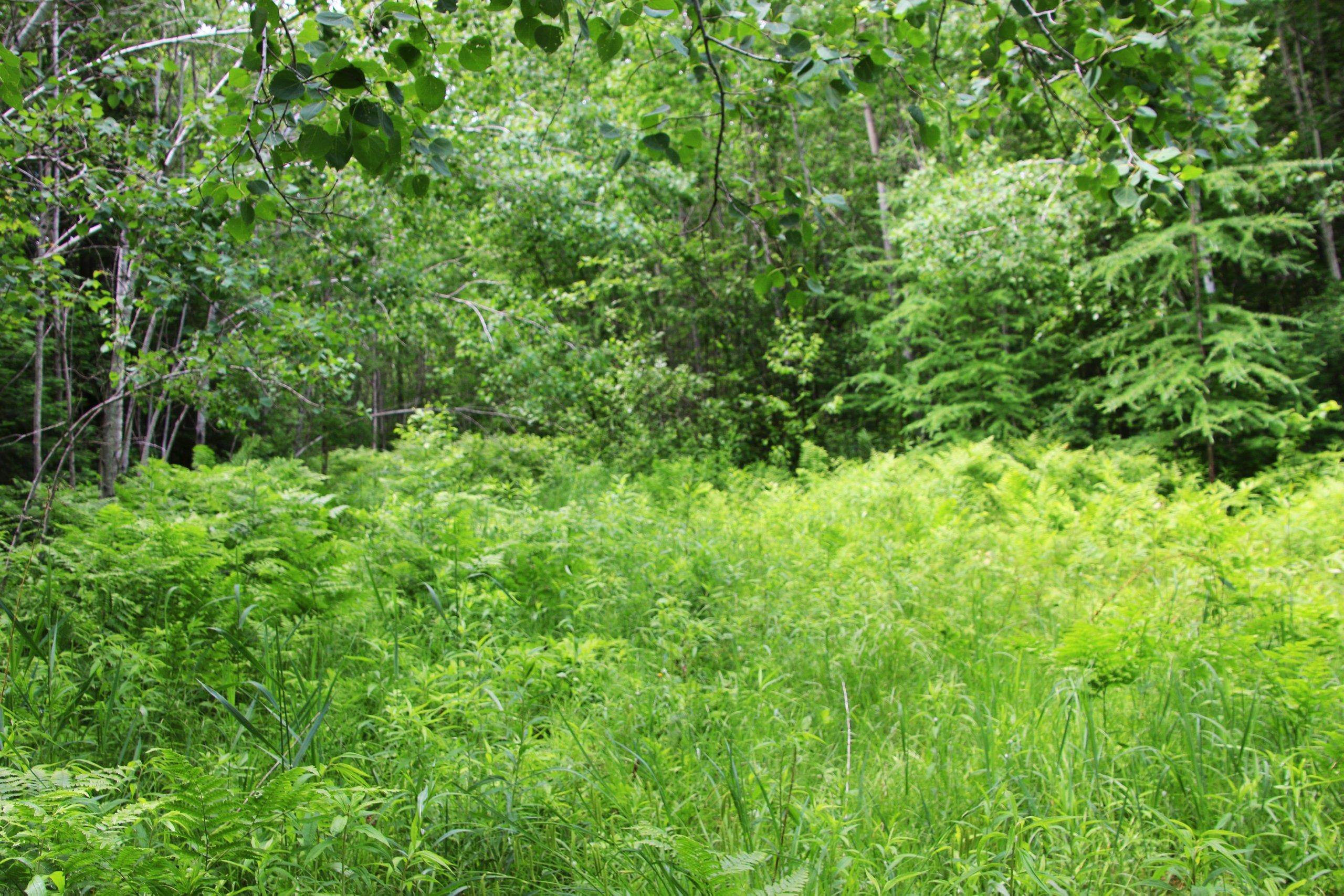 Bogus Road Deerbrook, WI 54424 - Photo 70 of 78