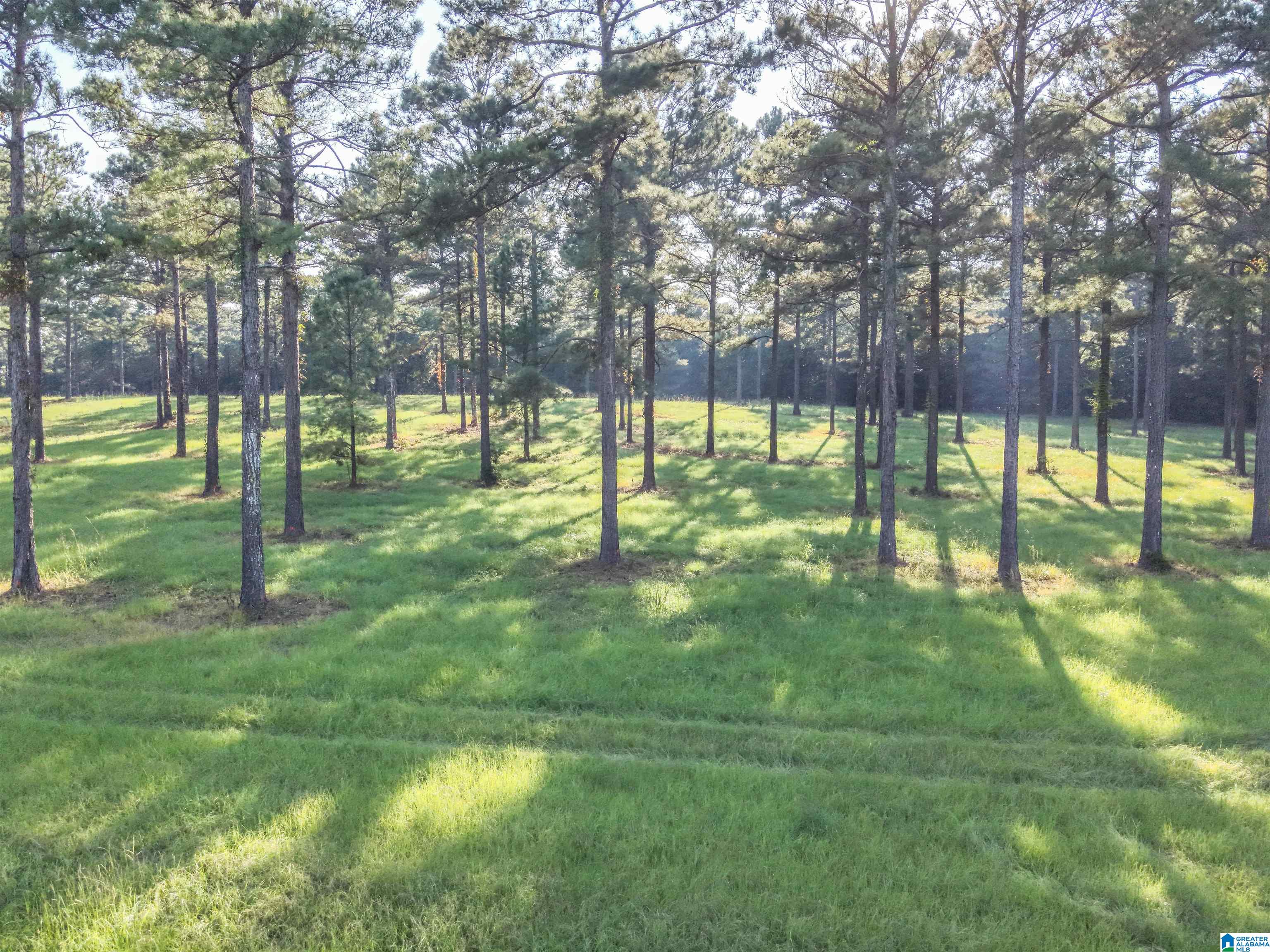 0 County Road 48, Unit 1 Jemison, AL 35085 - Photo 7 of 24