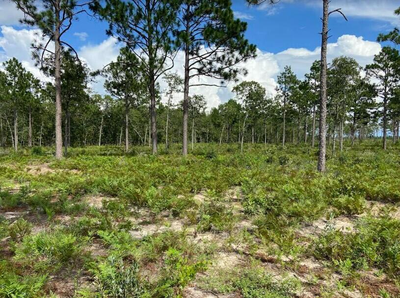 New Lot 5 New Road Windsor, SC 29856 - Photo 2 of 4