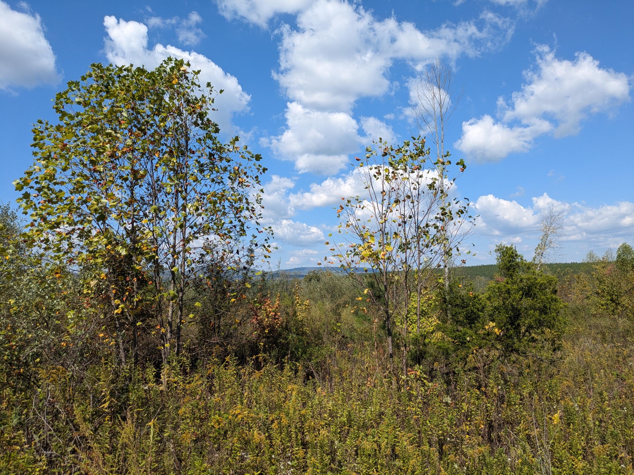 0 Shut In Gap Road Spring City, TN 37381 - Photo 6 of 7 Gallery Image 6