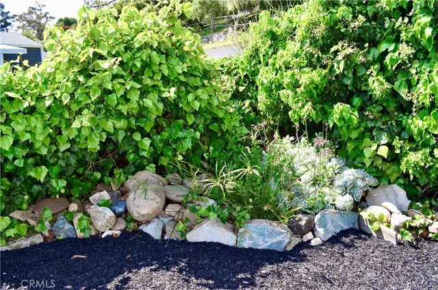 a bunch of plants and flowers