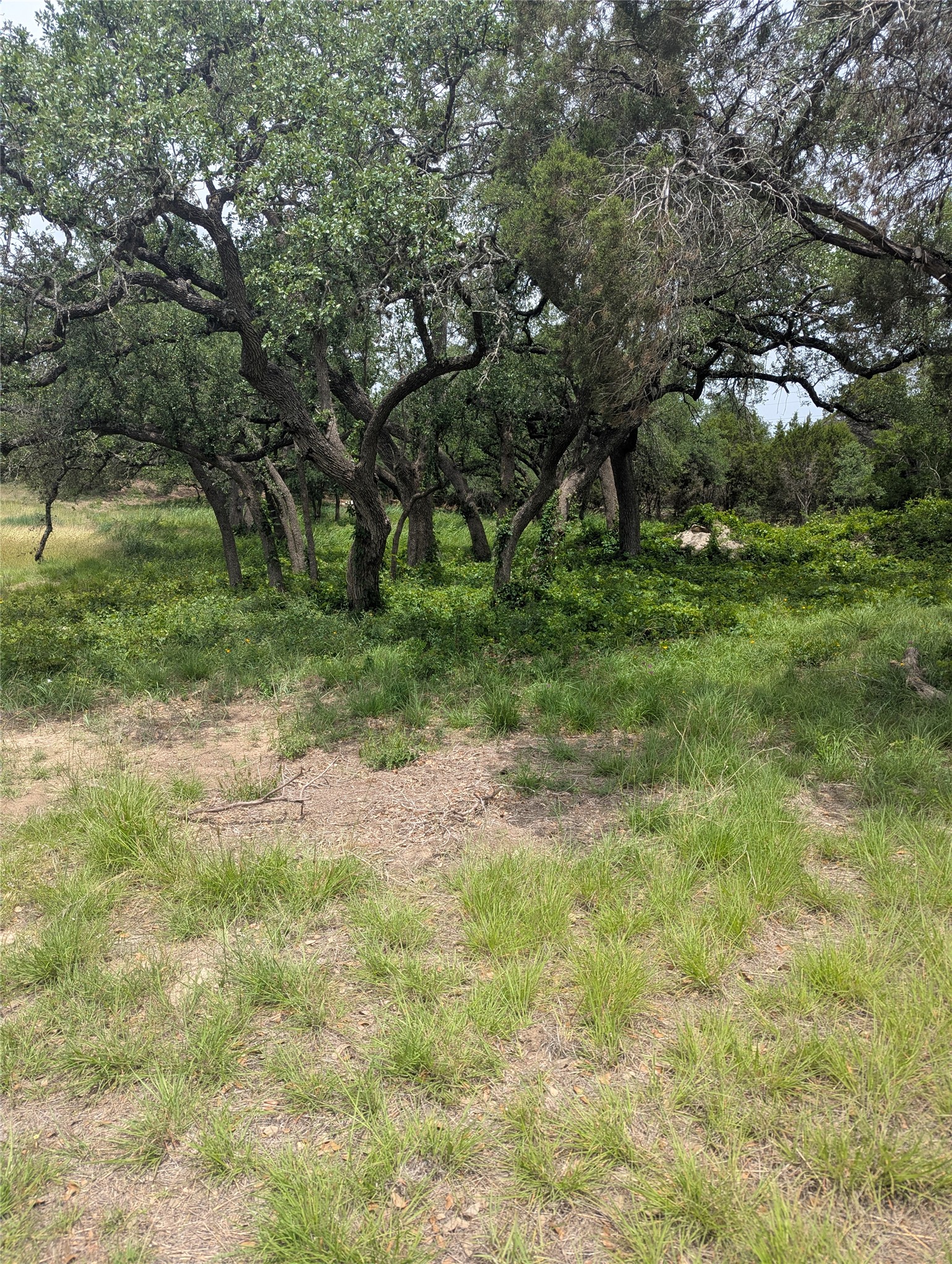 Lot 2 Hamilton Pool Road Bee Cave, TX 78738 - Photo 5 of 14 View of nature