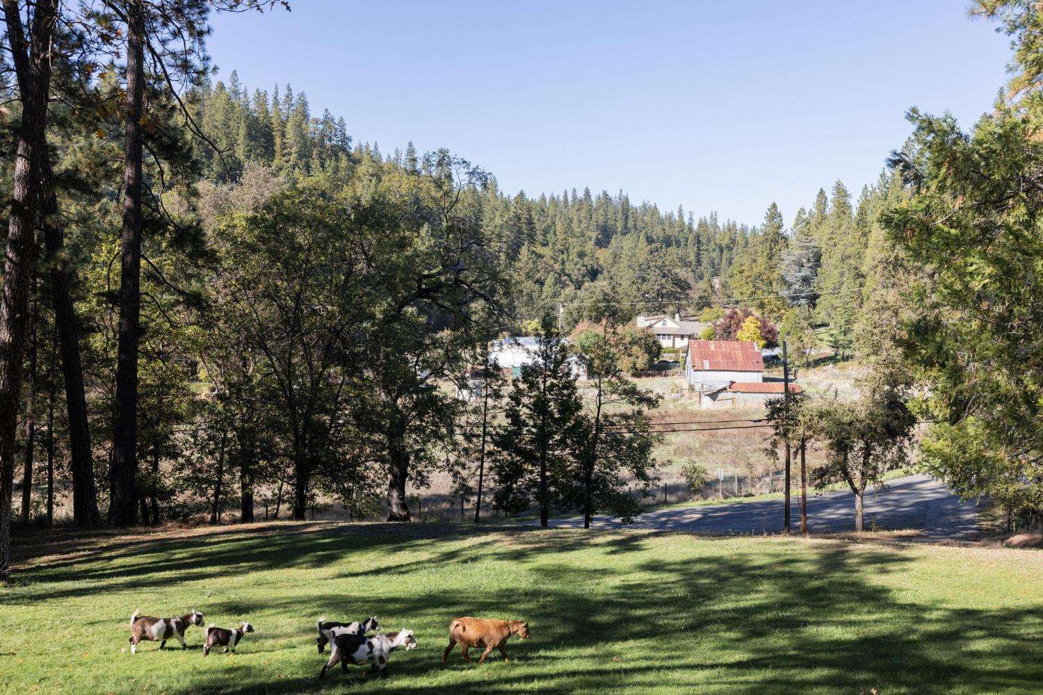 790 Pine Knoll Road Applegate, CA 95703 - Photo 19 of 81 a view of a stadium that has a big yard