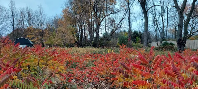 $9,900 | Lot 215 East Shore Drive, Stanton, MI 48888