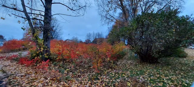 $9,900 | Lot 215 East Shore Drive, Stanton, MI 48888