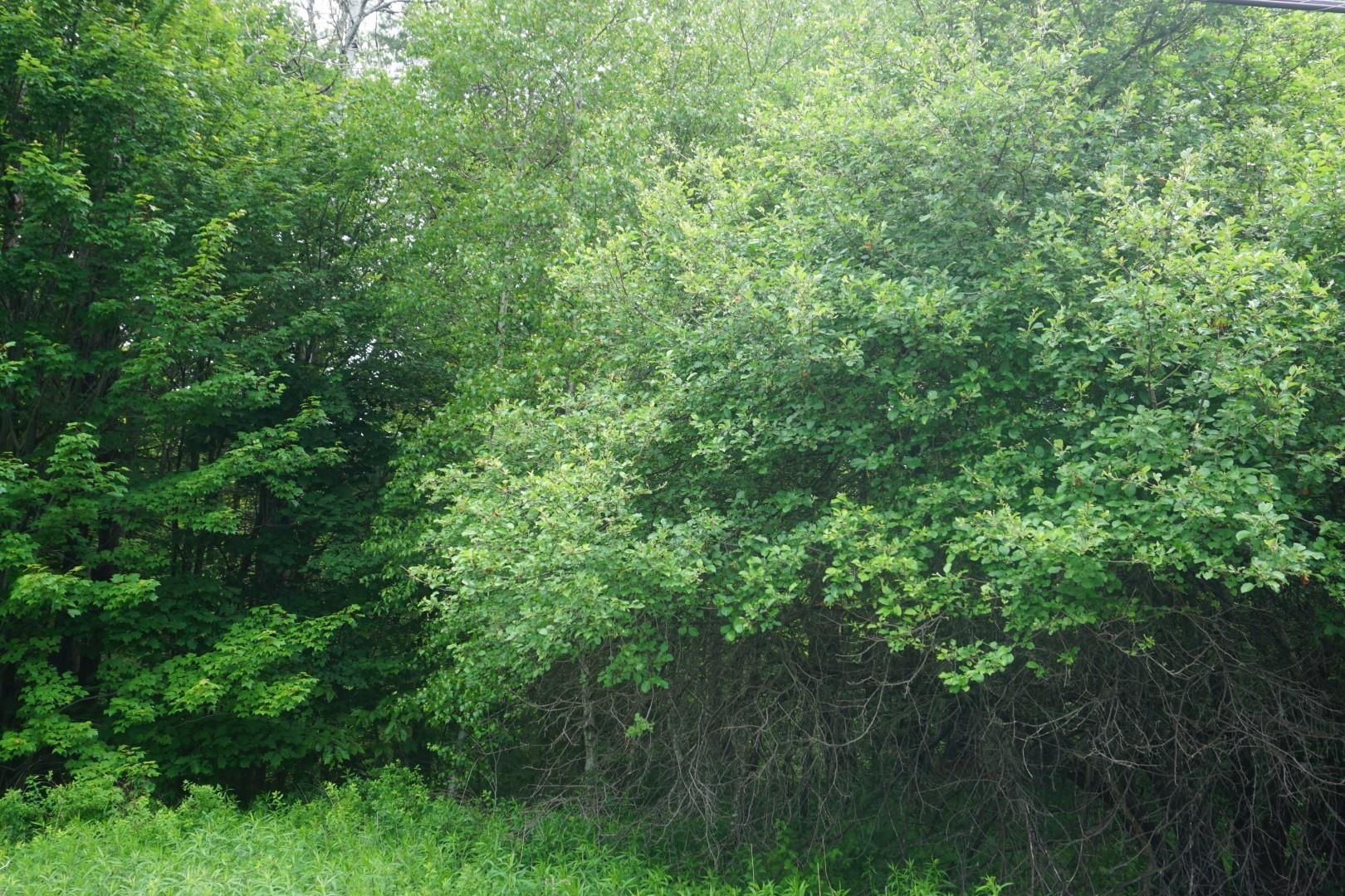 Lot 1 Highbridge Road Fairfax, VT 05454 - Photo 4 of 4