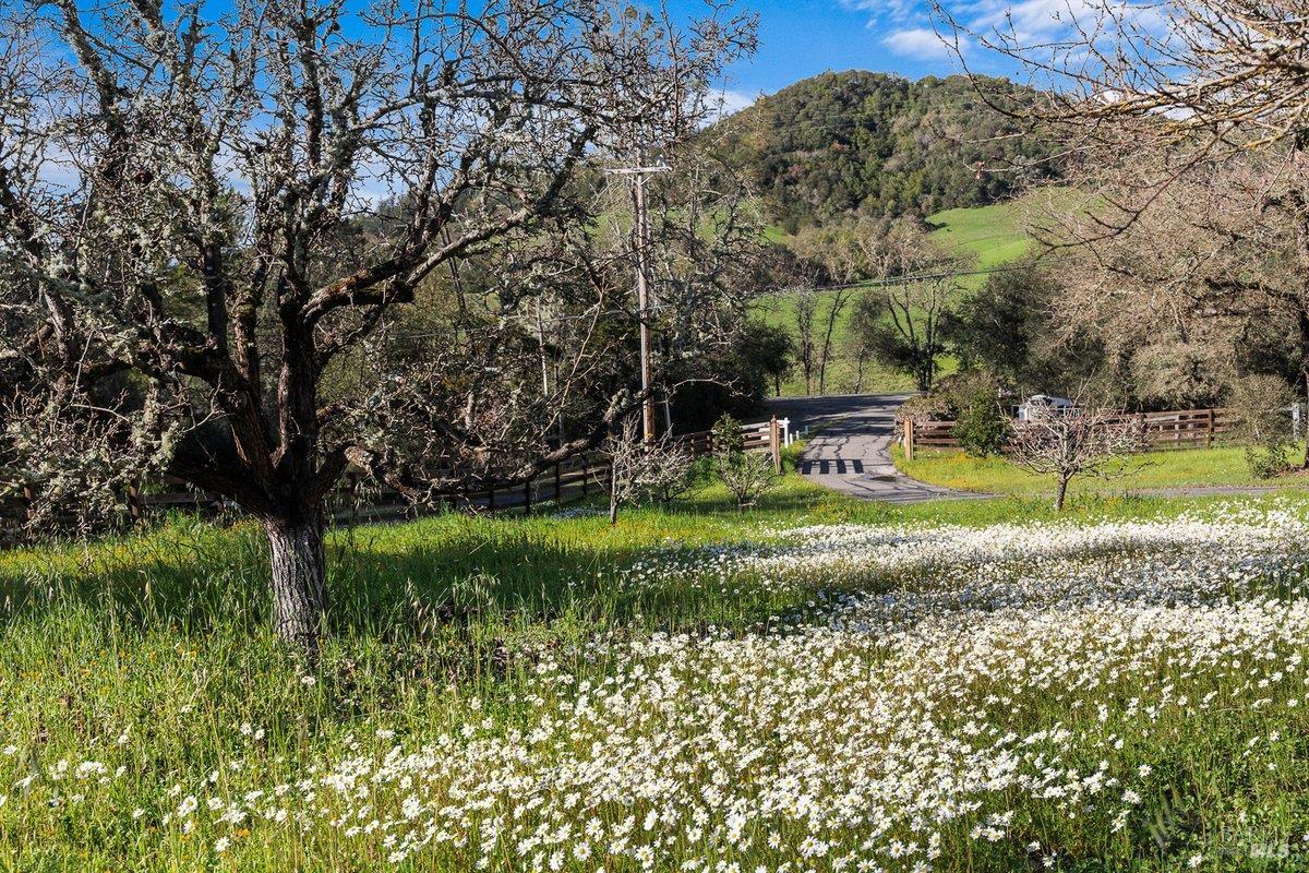 910-920 Lytton Springs Road Healdsburg, CA 95448 - Photo 53 of 59 Fruit Orchard with late winter's blossoms, looking out to the Lytton Springs entrance