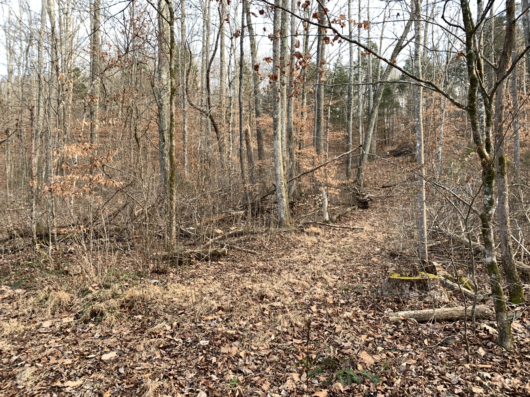 1323 Tanner Hollow Road Centerville, TN 37033 - Photo 23 of 32 Gallery Image 23