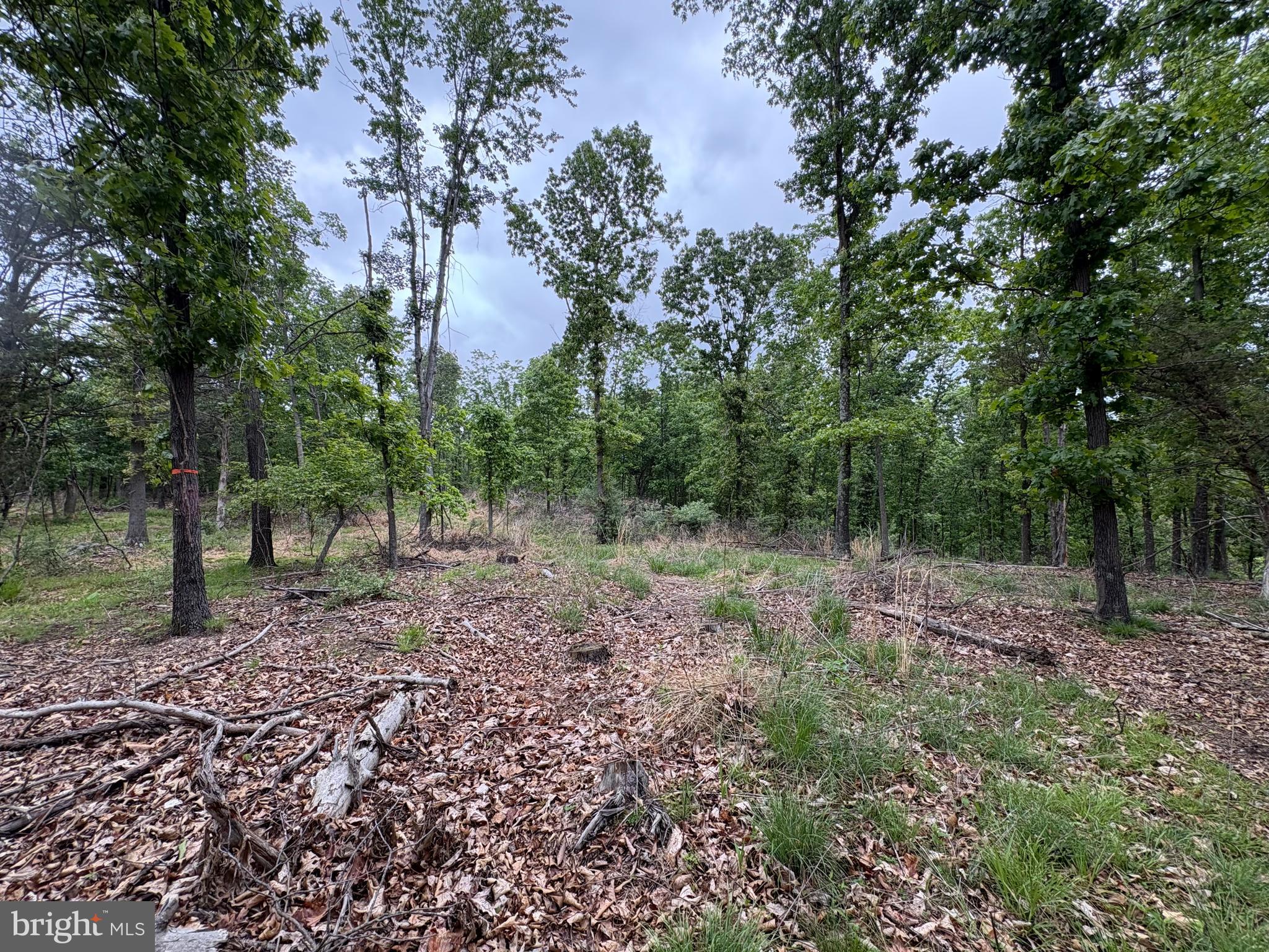 40.15-ac Middle Ridge Road Burlington, WV 26710 - Photo 21 of 47