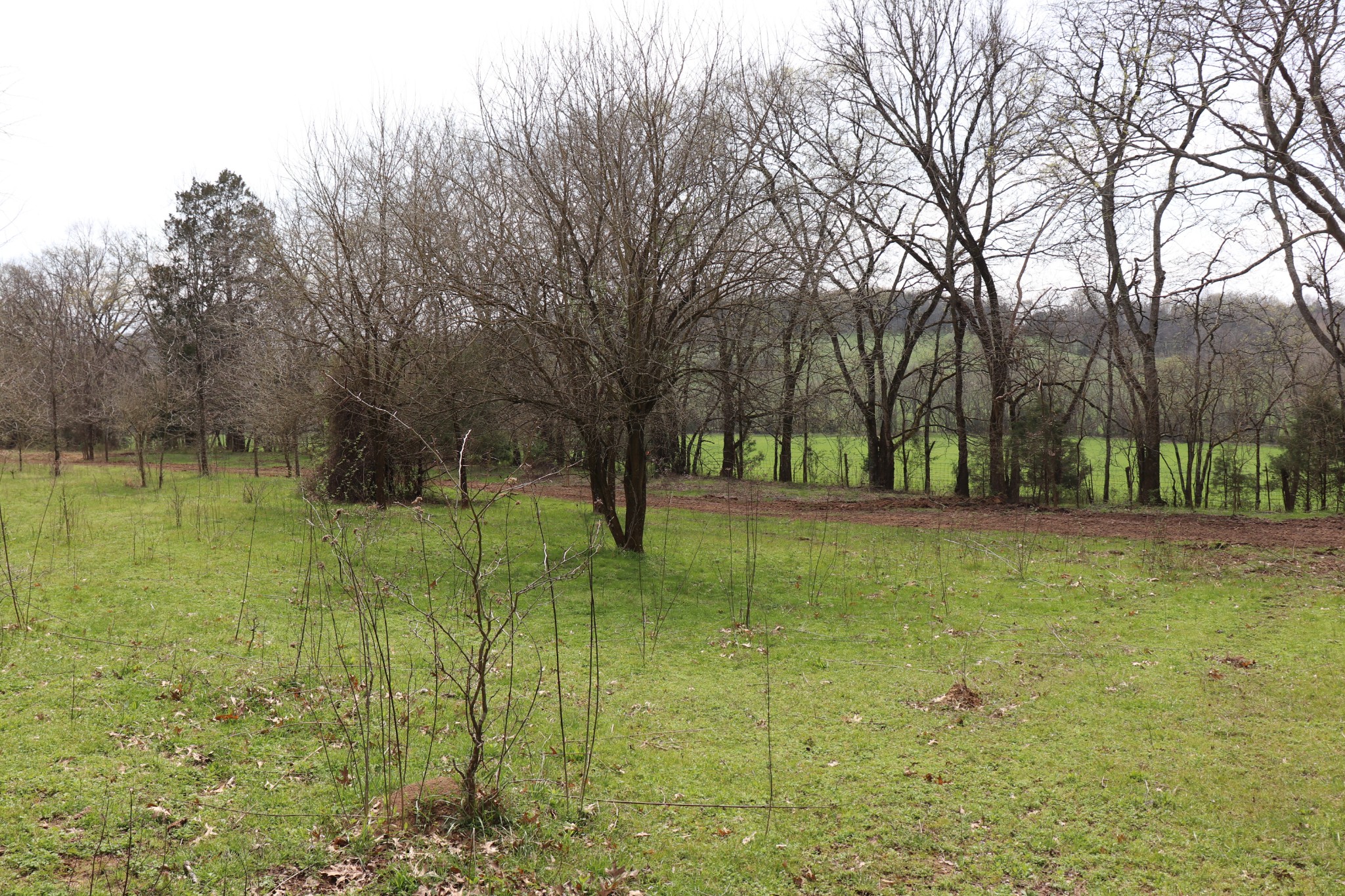 4 Sneed Lane Lebanon, TN 37087 - Photo 5 of 10 a view of backyard with green space