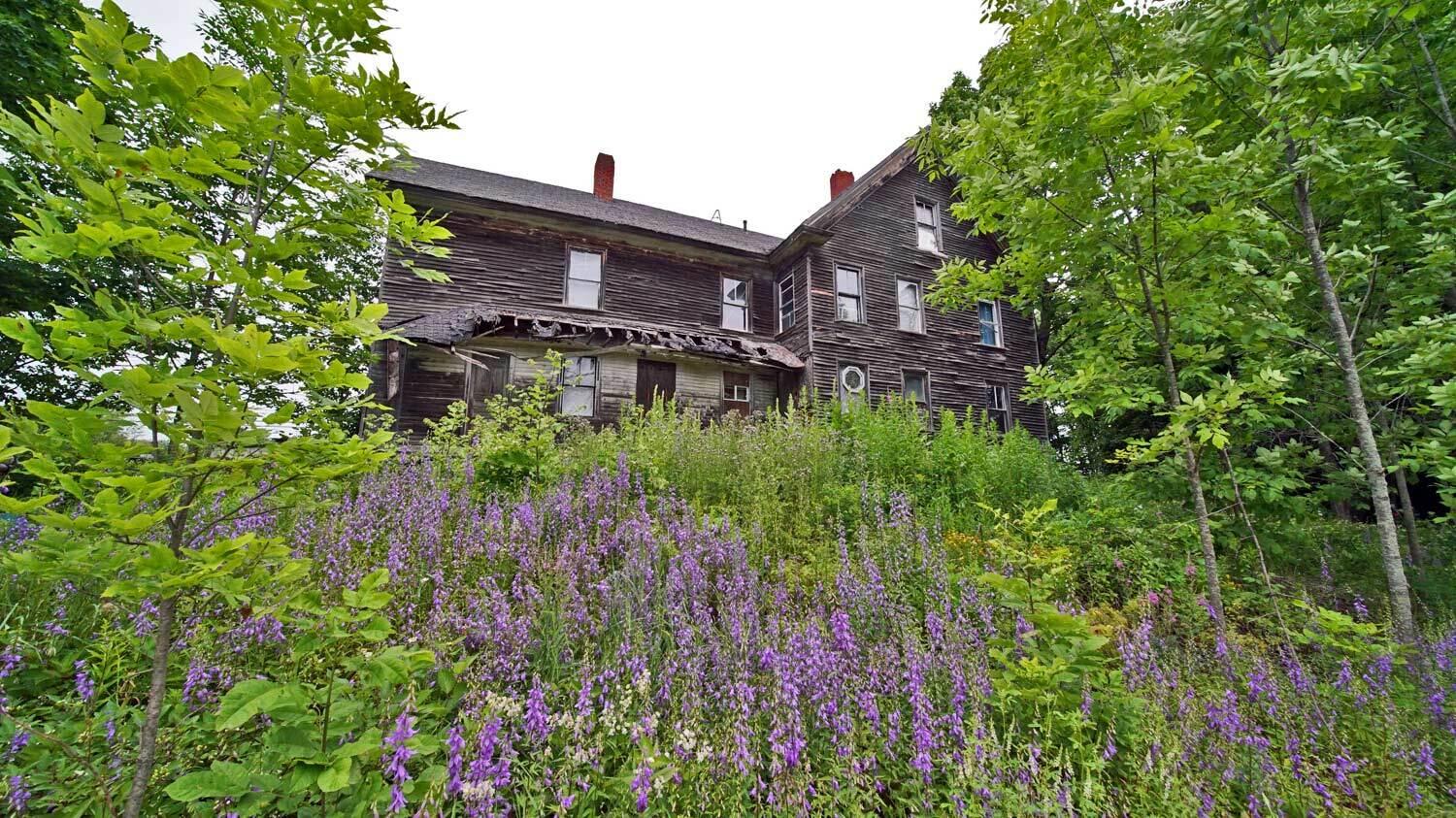 244 Hill Siding Road Littleton, ME 04730 - Photo 26 of 35 244-hill-siding-wildflowers