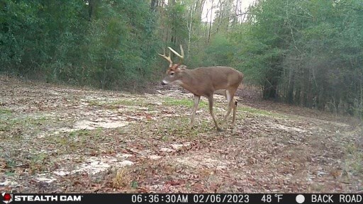 0 County Road 97 Abbeville, AL 36310 - Photo 18 of 53