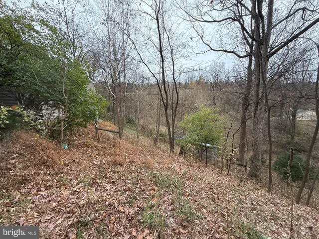 a view of a forest filled with trees