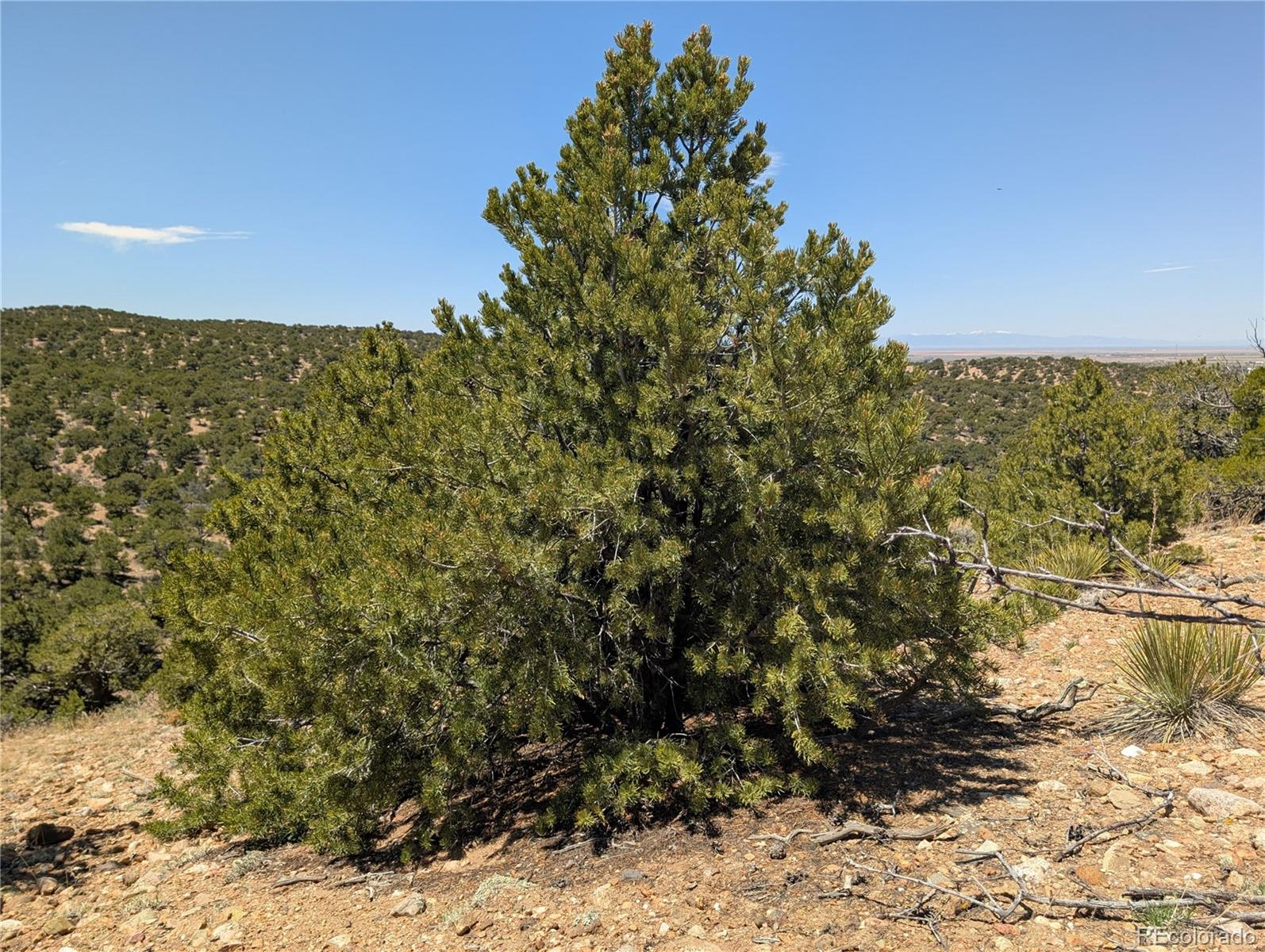 Lot 3885 Galloway Road Fort Garland, CO 81133 - Photo 8 of 16 Gallery Image 8