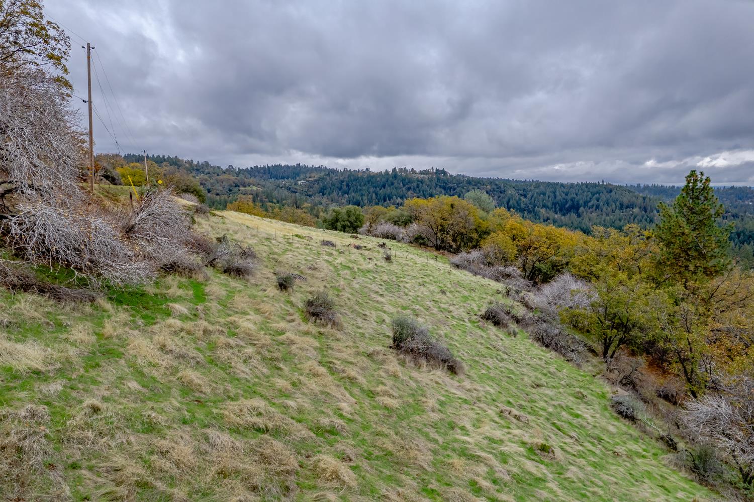 3841 Braden Road Camino, CA 95709 - Photo 3 of 44 a view of a bunch of trees in a field