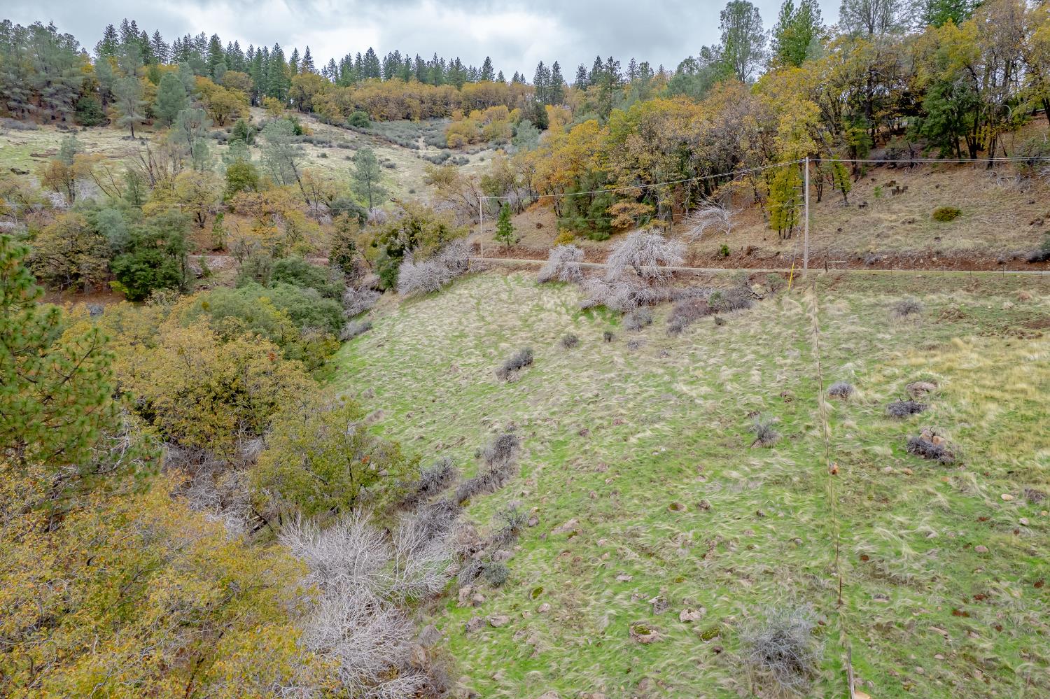 3841 Braden Road Camino, CA 95709 - Photo 4 of 44 a view of a yard with a tree