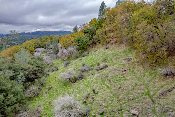 a view of a field with plants and trees