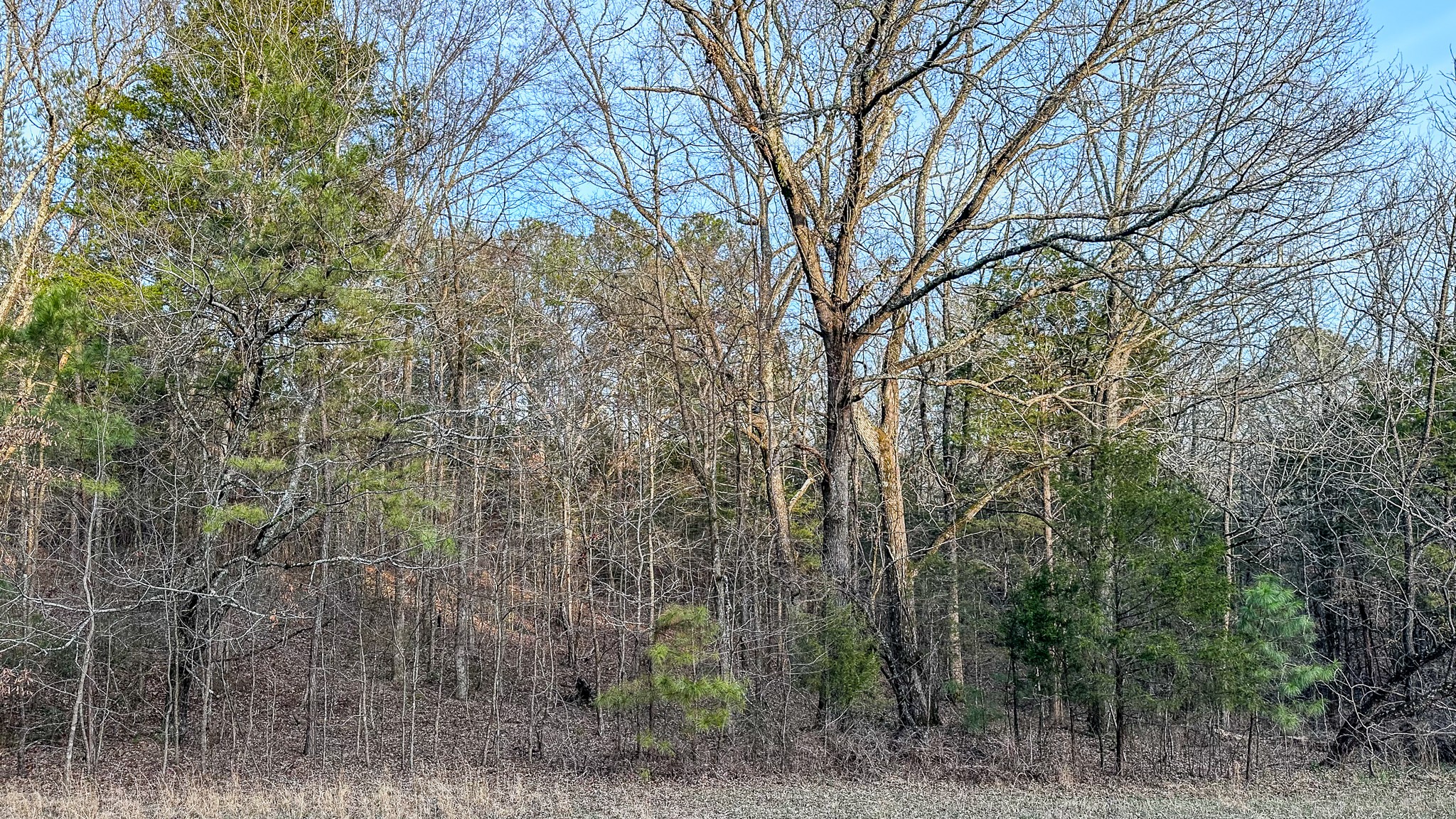 3677 Center Hill Road Finger, TN 38334 - Photo 13 of 50 a view of a forest