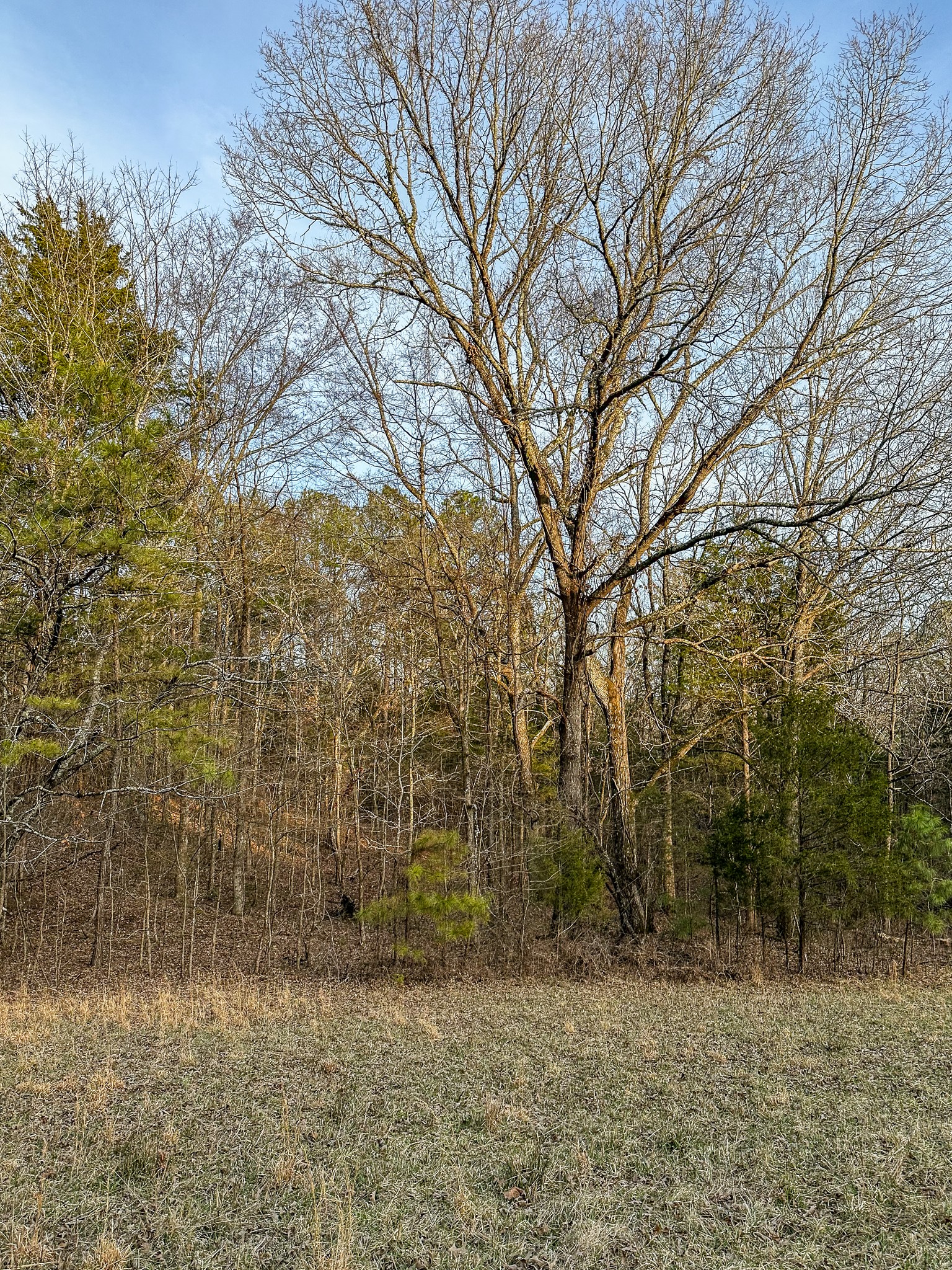 3677 Center Hill Road Finger, TN 38334 - Photo 14 of 50 a view of a pathway both side of house