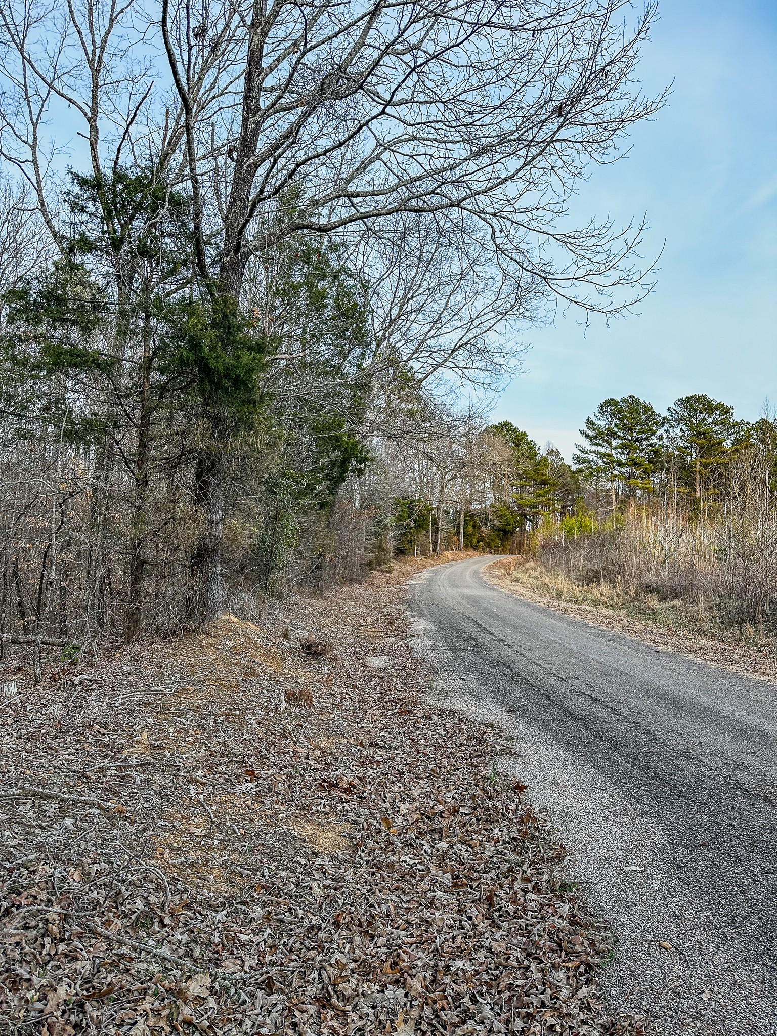 3677 Center Hill Road Finger, TN 38334 - Photo 16 of 50 a view of a yard with an trees