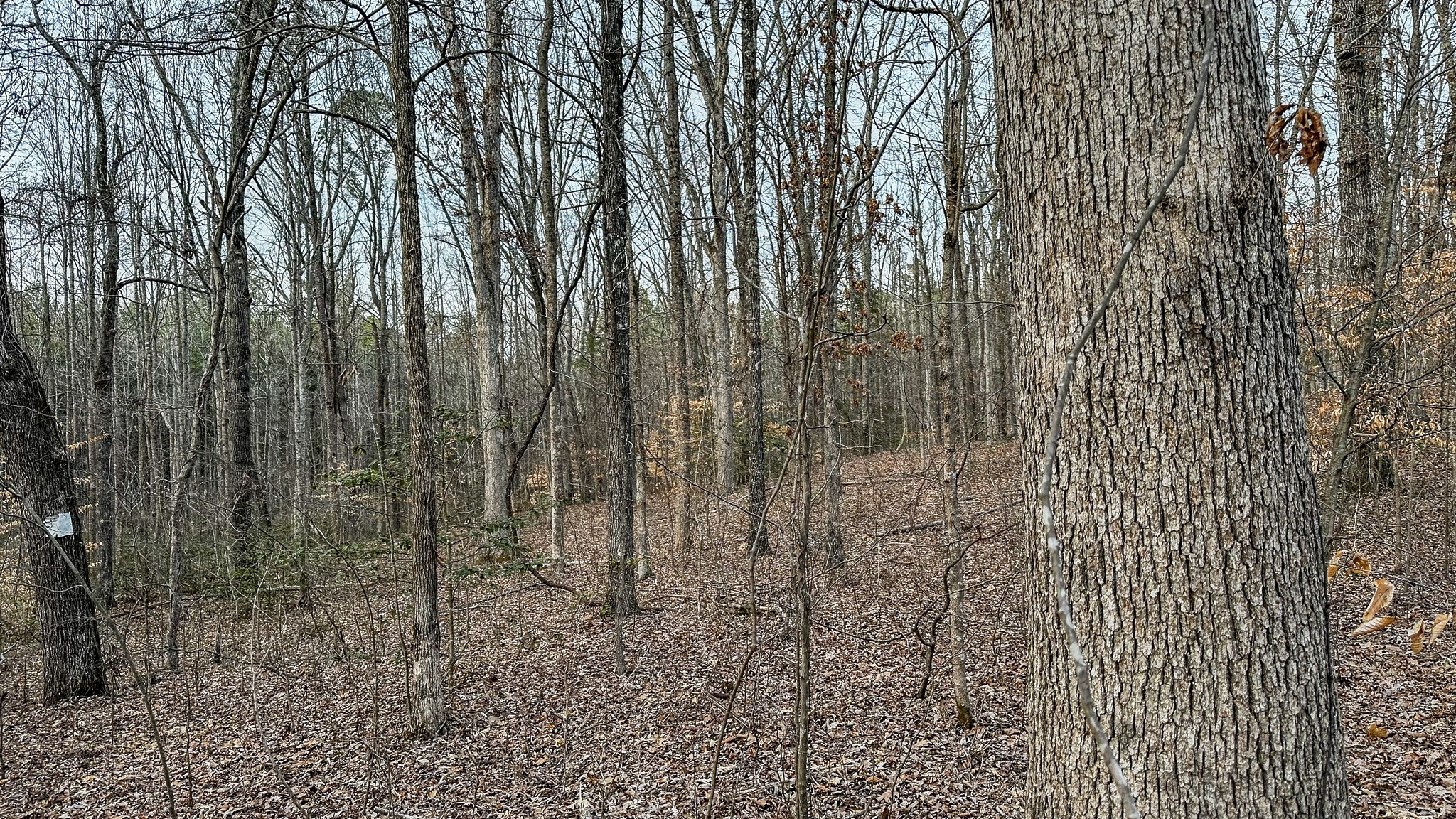 3677 Center Hill Road Finger, TN 38334 - Photo 17 of 50 a view of a pathway with a yard