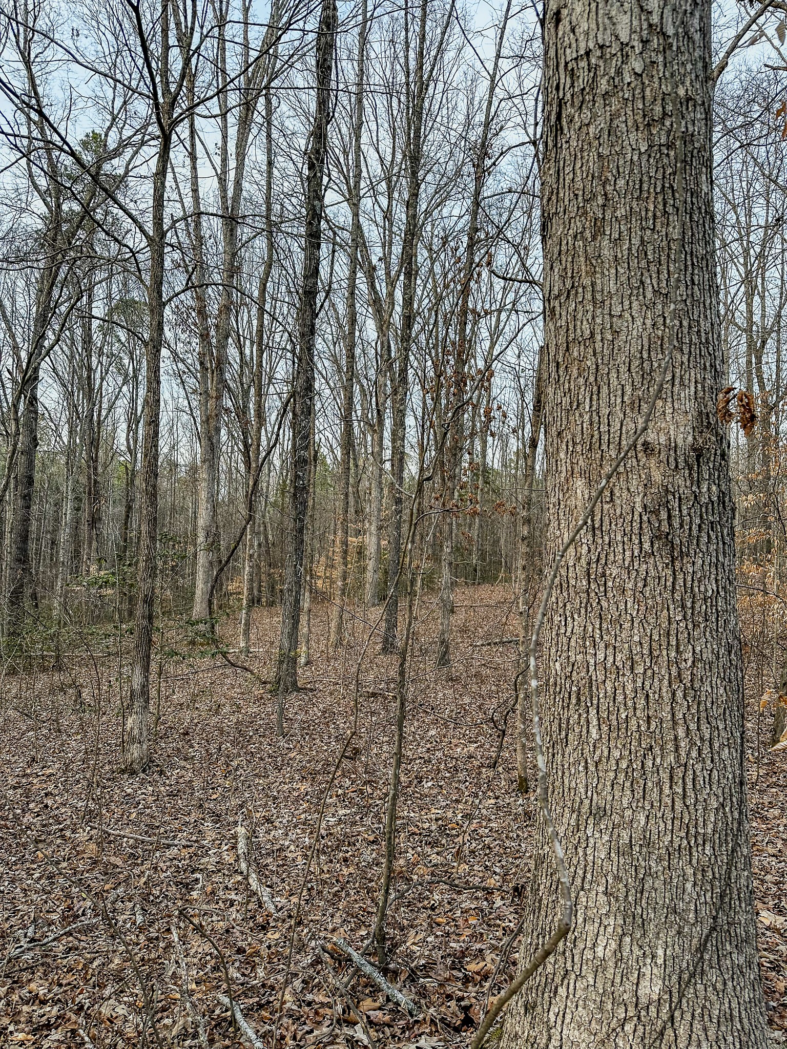 3677 Center Hill Road Finger, TN 38334 - Photo 18 of 50 a view of a pathway