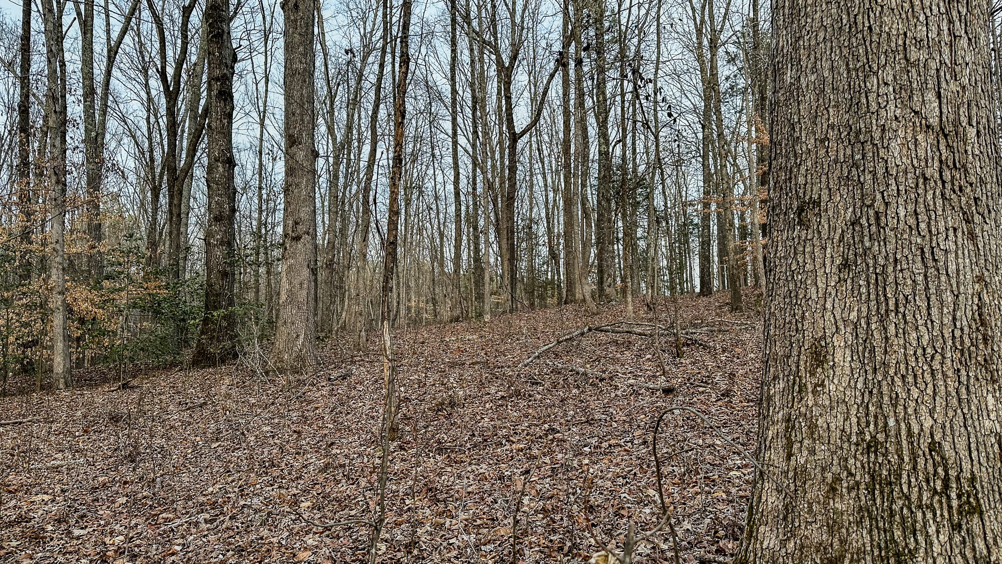 3677 Center Hill Road Finger, TN 38334 - Photo 19 of 50 a view of a backyard of the house