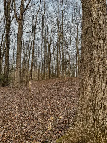 a view of house with yard
