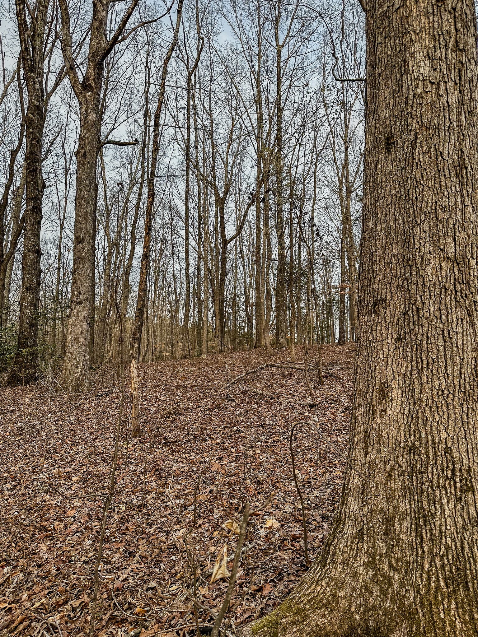3677 Center Hill Road Finger, TN 38334 - Photo 20 of 50 a view of house with yard