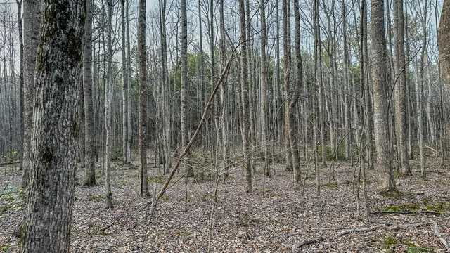 a view of a yard with plants and wooden fence