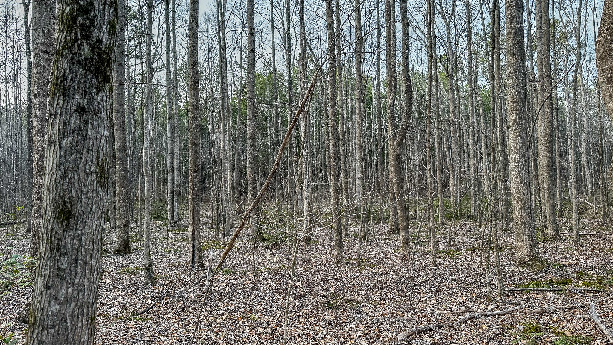 3677 Center Hill Road Finger, TN 38334 - Photo 21 of 50 a view of a yard with plants and wooden fence
