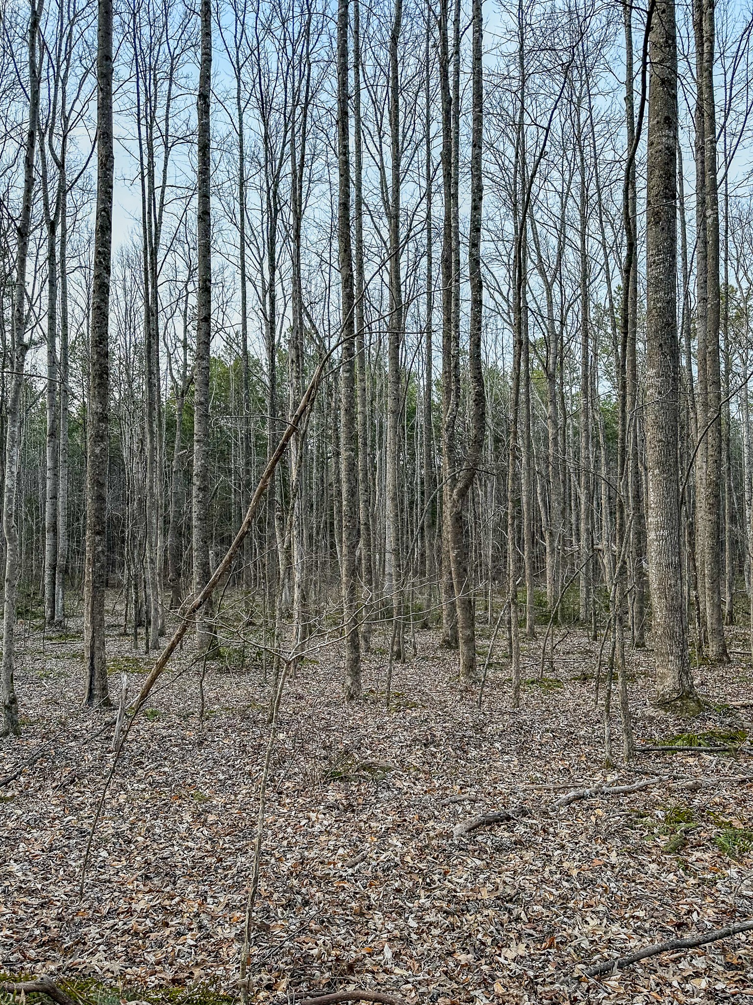 3677 Center Hill Road Finger, TN 38334 - Photo 22 of 50 a view of outdoor space with green space