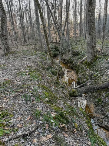 a view of a forest with trees in the background
